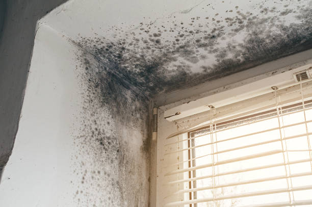 Affordable Mold Remediation solutions in West Olive, MI