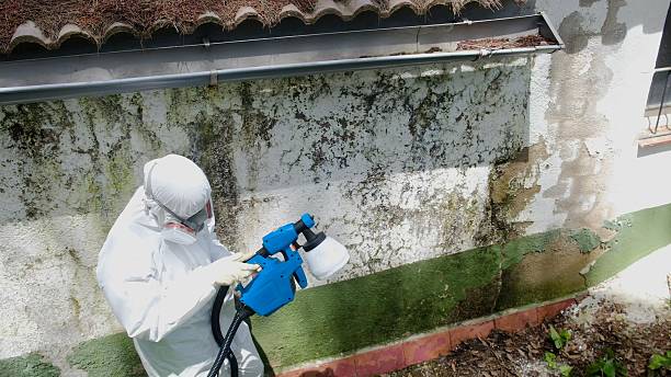 Top rated local Mold Remediation specialists in West Olive, MI